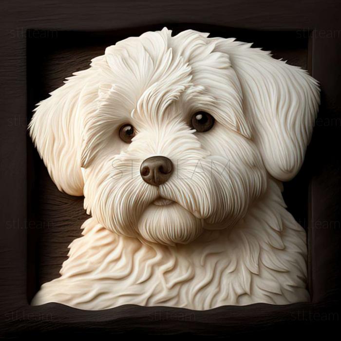 3D модель Гаванский бишон собака (STL)